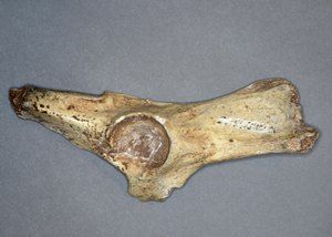 Fosilna medenica volka (Canis lupus)